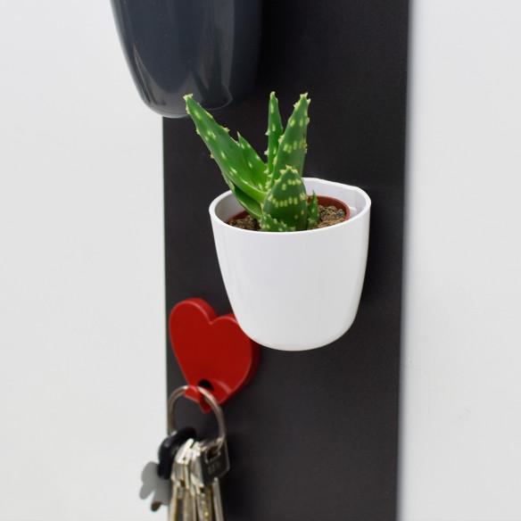 Kalamitica Boule Magnetica Ø 6 Cm Con Aloe Squarrosa