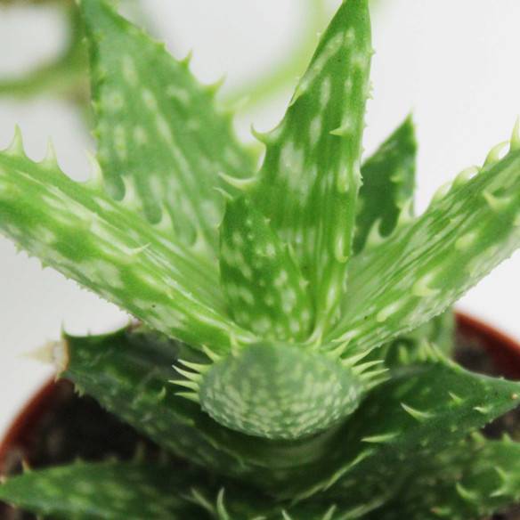 Kalamitica Boule Magnetica Ø 6 Cm Con Aloe Squarrosa