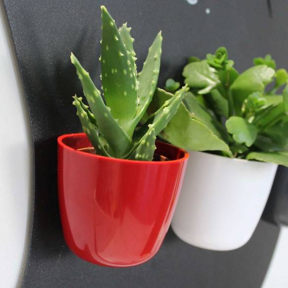 Kalamitica Boule Magnetica Ø 6 Cm Con Aloe Squarrosa