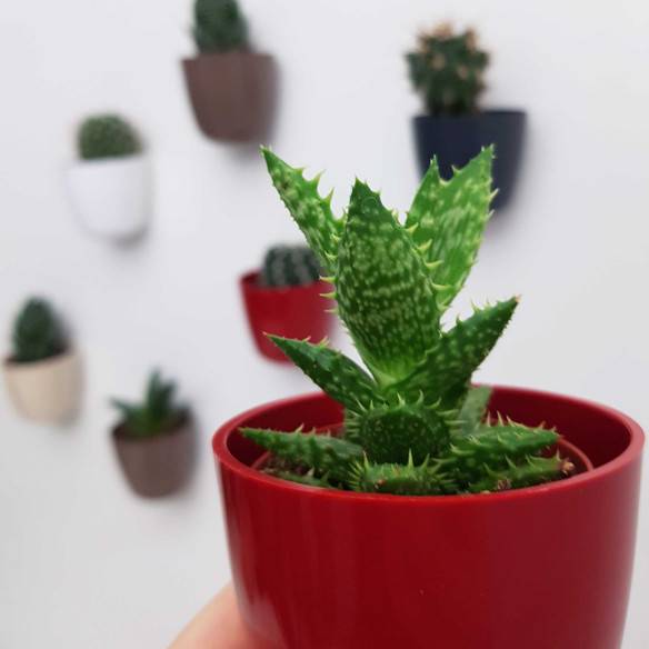 Kalamitica Boule Magnetica Ø 6 cm con Aloe Squarrosa