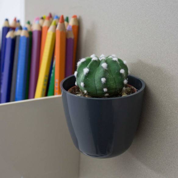 Kalamitica Boule Magnetica Ø 6 Cm Con Echinopsis Subdenudata