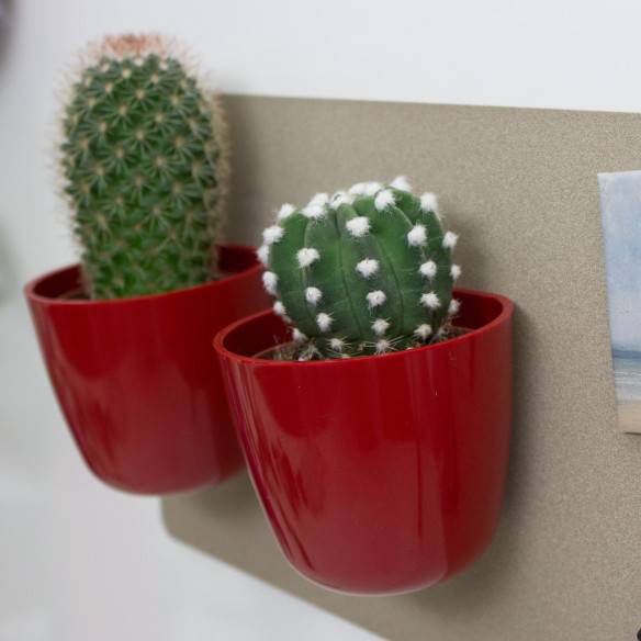 Kalamitica Boule Magnetica Ø 6 Cm Con Echinopsis Subdenudata