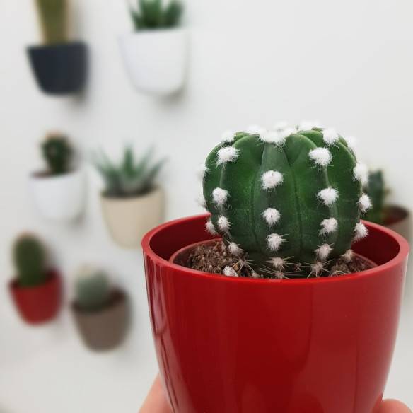 Kalamitica Boule Magnetica Ø 6 cm con Echinopsis Subdenudata