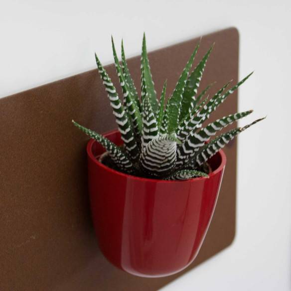 Kalamitica Boule Magnetica Ø 6 Cm Con Haworthia Big Band