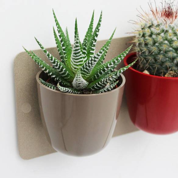 Kalamitica Boule Magnetica Ø 6 Cm Con Haworthia Big Band