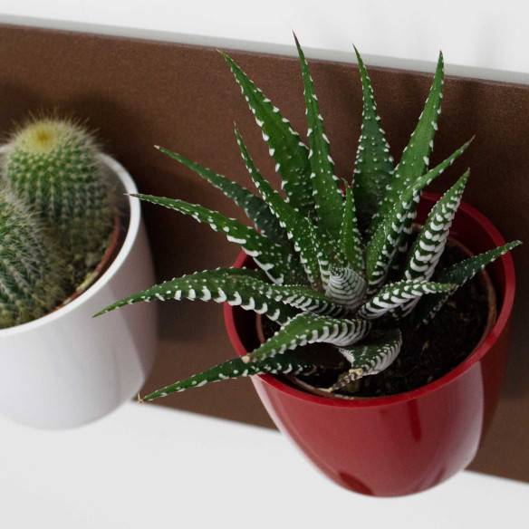 Kalamitica Boule Magnetica Ø 6 Cm Con Haworthia Big Band