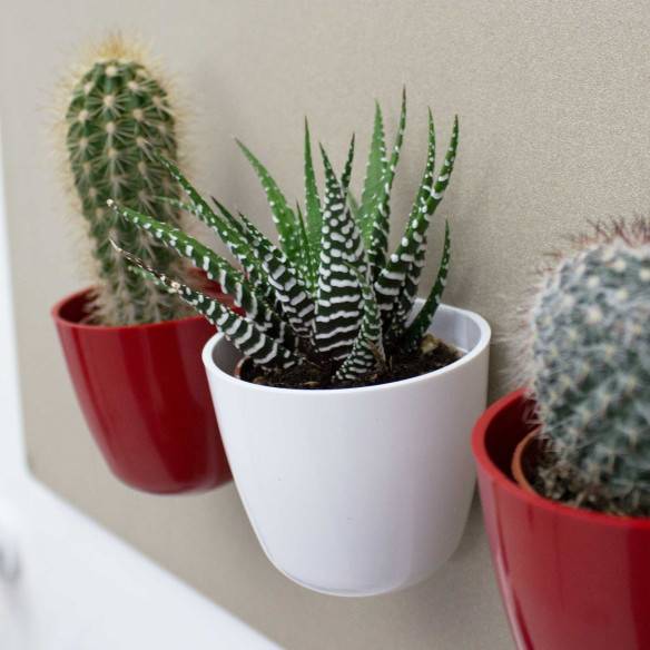 Kalamitica Boule Magnetica Ø 6 Cm Con Haworthia Big Band
