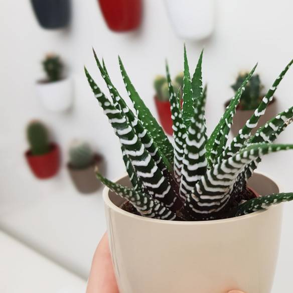 Kalamitica Boule Magnetica Ø 6 cm con Haworthia Big Band