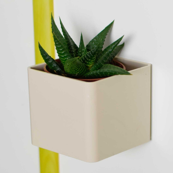 Kalamitica Boule Magnetica Ø 6 Cm Con Haworthia Limifolia