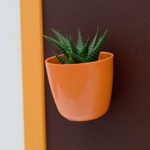 Kalamitica Boule Magnetica Ø 6 Cm Con Haworthia Limifolia