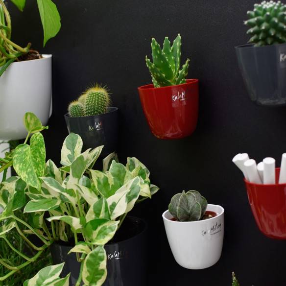 Kalamitica Boule Magnetica Ø 6 Cm Con Haworthia Limifolia