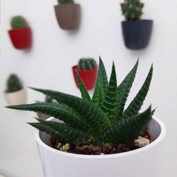 Kalamitica Boule Magnetica Ø 6 cm con Haworthia Limifolia