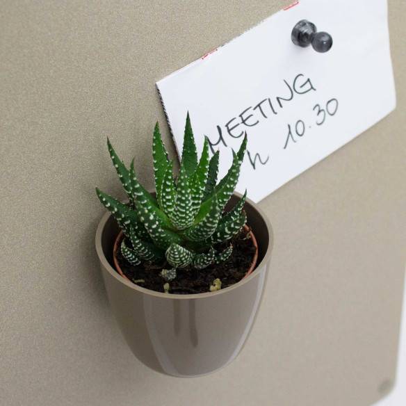 Kalamitica Boule Magnetica Ø 6 Cm Con Haworthia Superfasciata