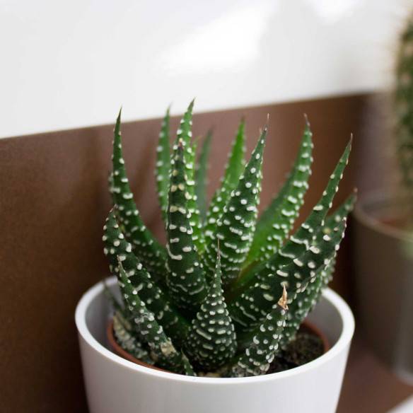 Kalamitica Boule Magnetica Ø 6 Cm Con Haworthia Superfasciata