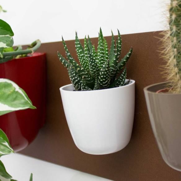 Kalamitica Boule Magnetica Ø 6 Cm Con Haworthia Superfasciata