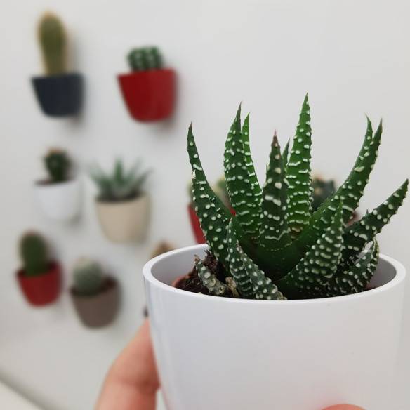 Kalamitica Boule Magnetica Ø 6 cm con Haworthia Superfasciata