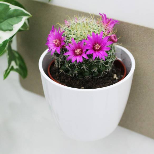 Kalamitica Boule Magnetica Ø 6 Cm Con Mammillaria Zeilmanniana