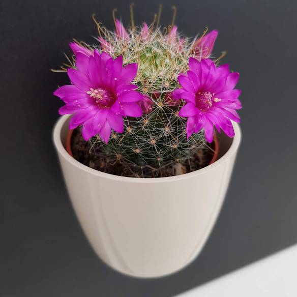 Kalamitica Boule Magnetica Ø 6 Cm Con Mammillaria Zeilmanniana