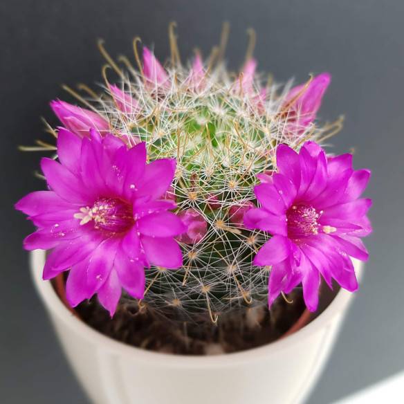 Kalamitica Boule Magnetica Ø 6 Cm Con Mammillaria Zeilmanniana