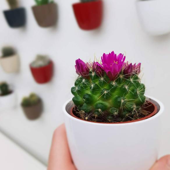 Kalamitica Boule Magnetica Ø 6 cm con Mammillaria Zeilmanniana