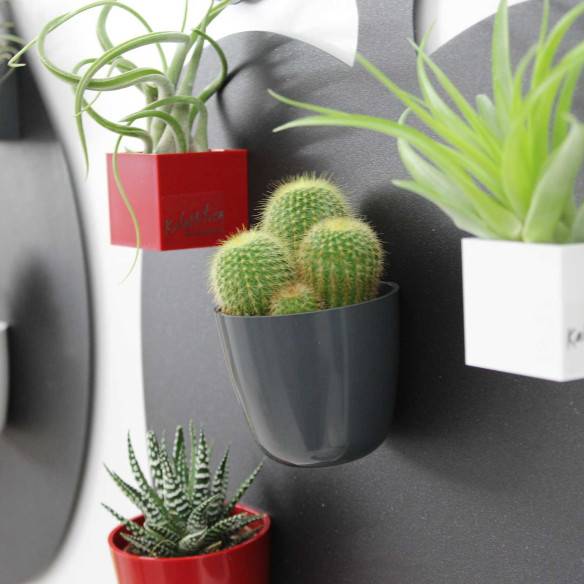 Kalamitica Boule Magnetica Ø 6 Cm Con Notocactus Leninghausii