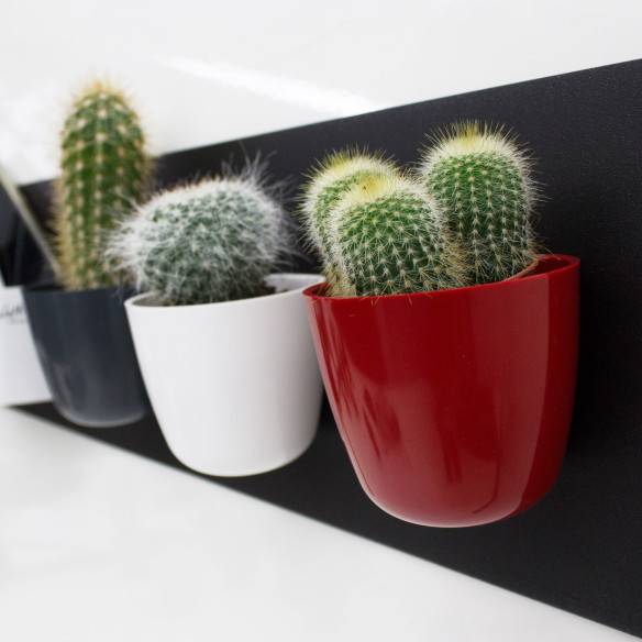 Kalamitica Boule Magnetica Ø 6 Cm Con Notocactus Leninghausii