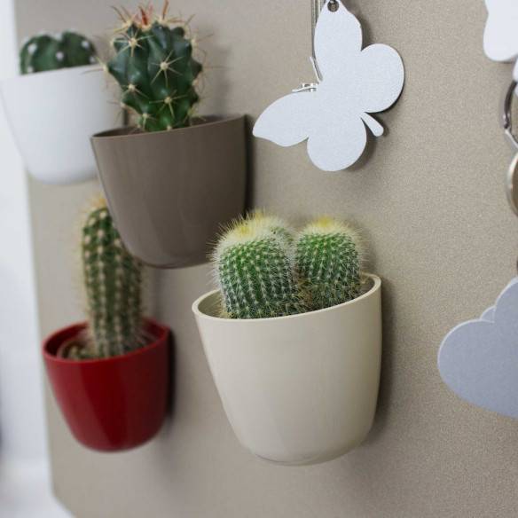 Kalamitica Boule Magnetica Ø 6 Cm Con Notocactus Leninghausii