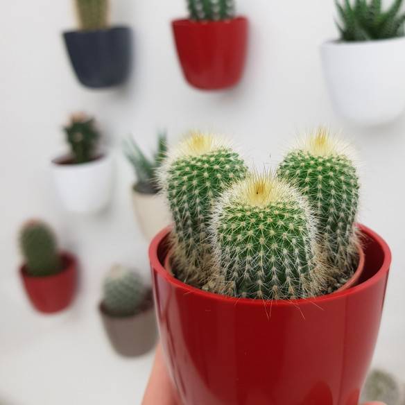 Kalamitica Boule Magnetica Ø 6 cm con Notocactus Leninghausii