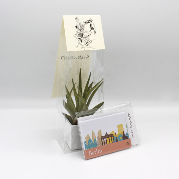 Kalamitica Calamita BERLINO E Cubo Con Tillandsia Velutina