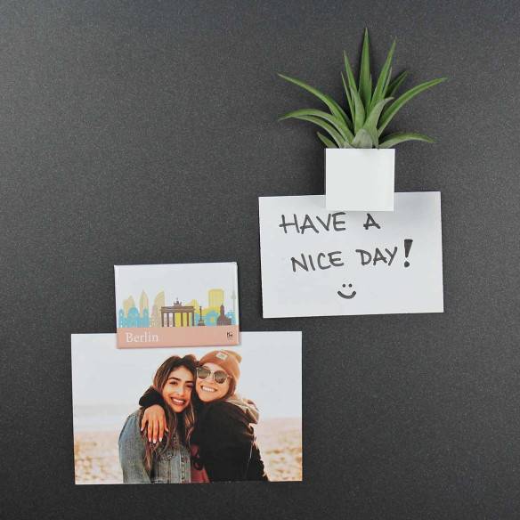 Kalamitica Calamita BERLINO E Cubo Con Tillandsia Velutina