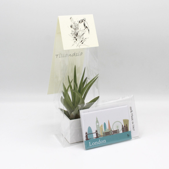 Kalamitica Calamita LONDRA E Cubo Con Tillandsia Velutina