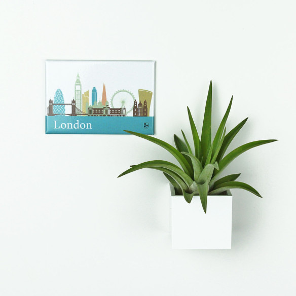 Kalamitica Calamita LONDRA e Cubo con Tillandsia Velutina