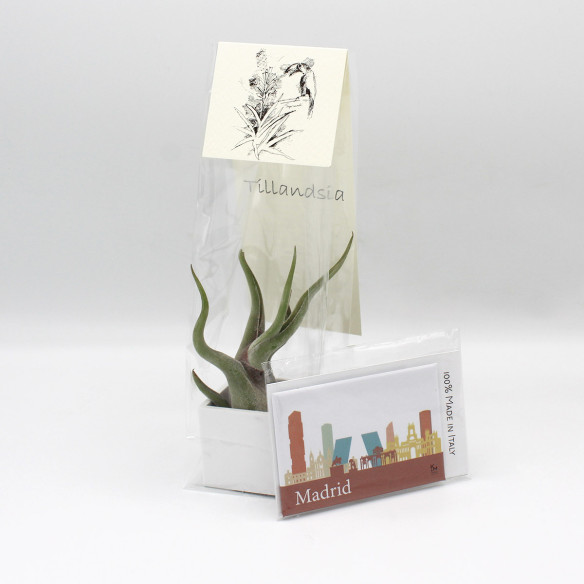 Kalamitica Calamita MADRID E Cubo Con Tillandsia Caput Medusae