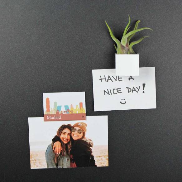 Kalamitica Calamita MADRID E Cubo Con Tillandsia Caput Medusae