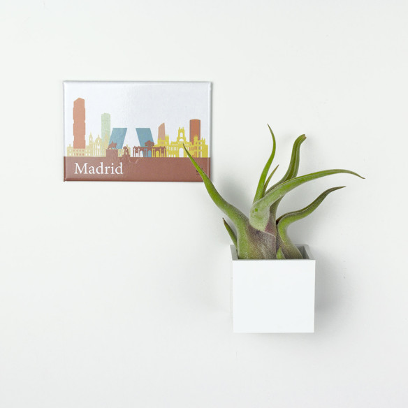 Kalamitica Calamita MADRID e Cubo con Tillandsia Caput Medusae Kalamitica Calamita MADRID e Cubo con Tillandsia Caput Medusae