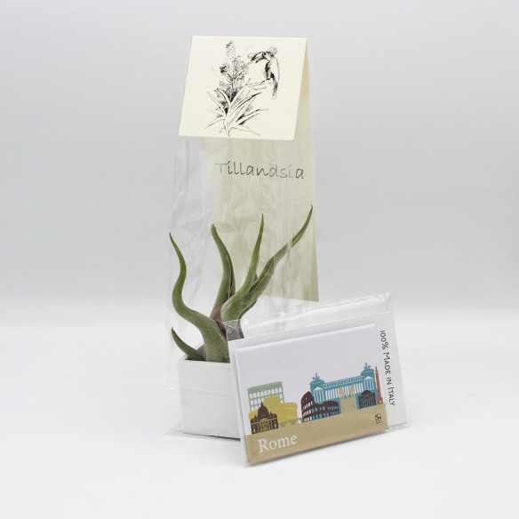 Kalamitica Calamita ROMA E Cubo Con Tillandsia Caput Medusae