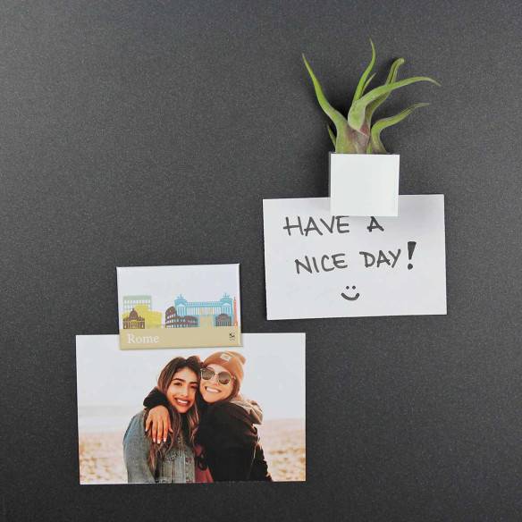 Kalamitica Calamita ROMA E Cubo Con Tillandsia Caput Medusae