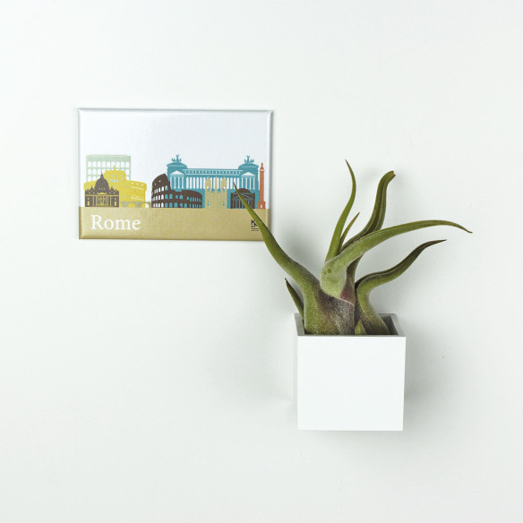 Kalamitica Calamita ROMA e Cubo con Tillandsia Caput Medusae