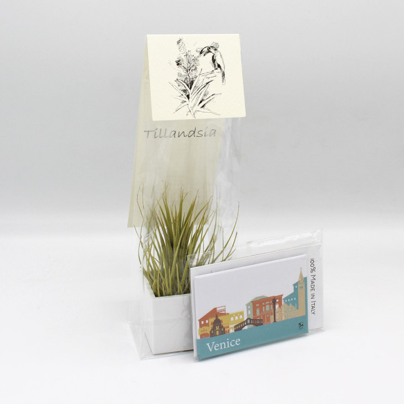 Kalamitica Calamita VENEZIA E Cubo Con Tillandsia Ionantha