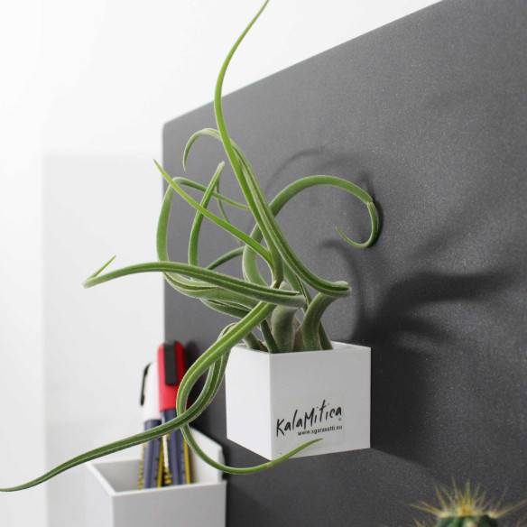 Kalamitica Cubo Magnetico 3,5 Cm Con Tillandsia Caput Medusae
