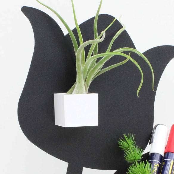 Kalamitica Cubo Magnetico 3,5 Cm Con Tillandsia Caput Medusae