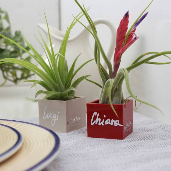 Kalamitica Cubo Magnetico 3,5 Cm Con Tillandsia Caput Medusae