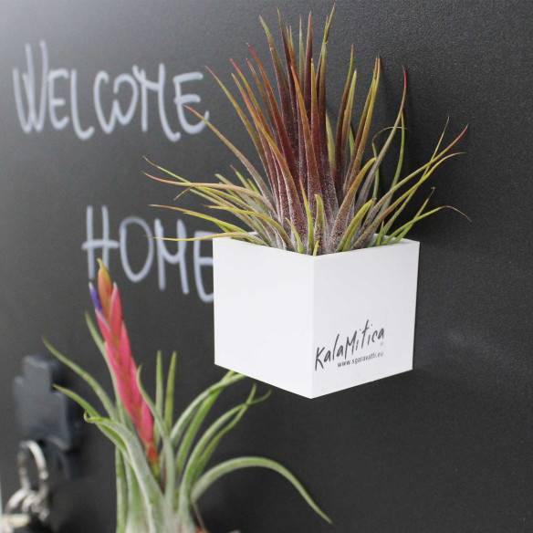 Kalamitica Cubo Magnetico 3,5 Cm Con Tillandsia Ionantha