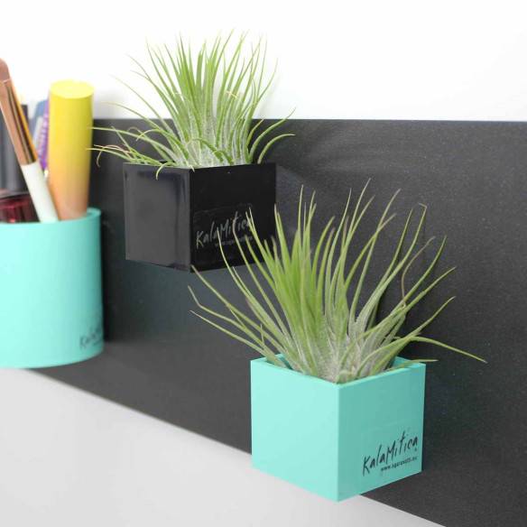 Kalamitica Cubo Magnetico 3,5 Cm Con Tillandsia Ionantha