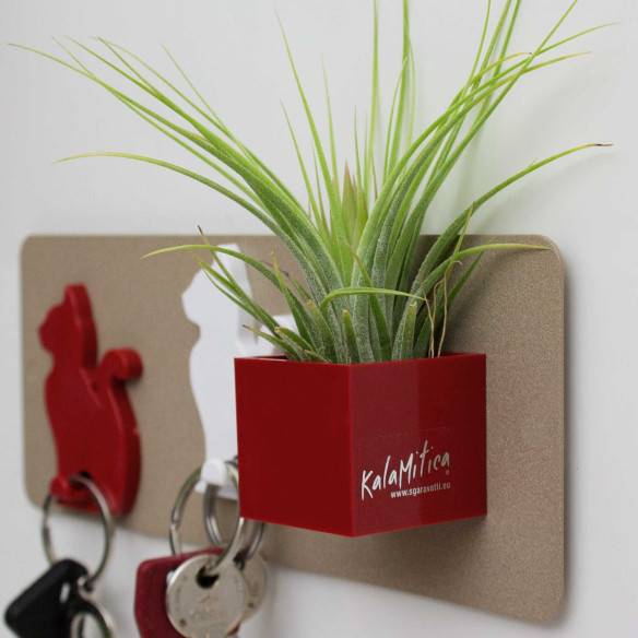 Kalamitica Cubo Magnetico 3,5 Cm Con Tillandsia Ionantha