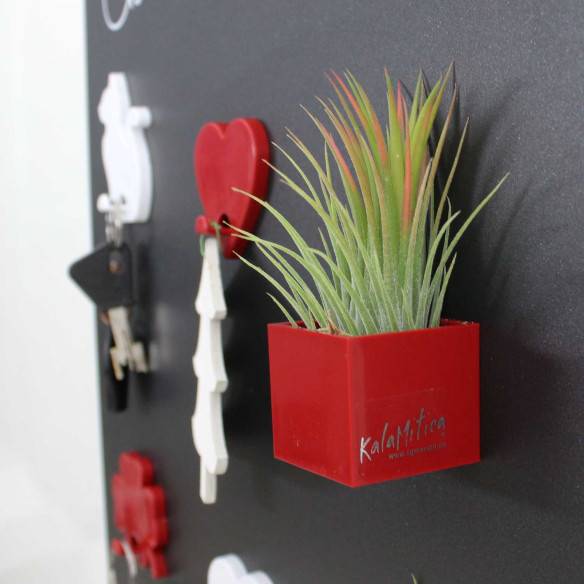 Kalamitica Cubo Magnetico 3,5 cm con Tillandsia Ionantha