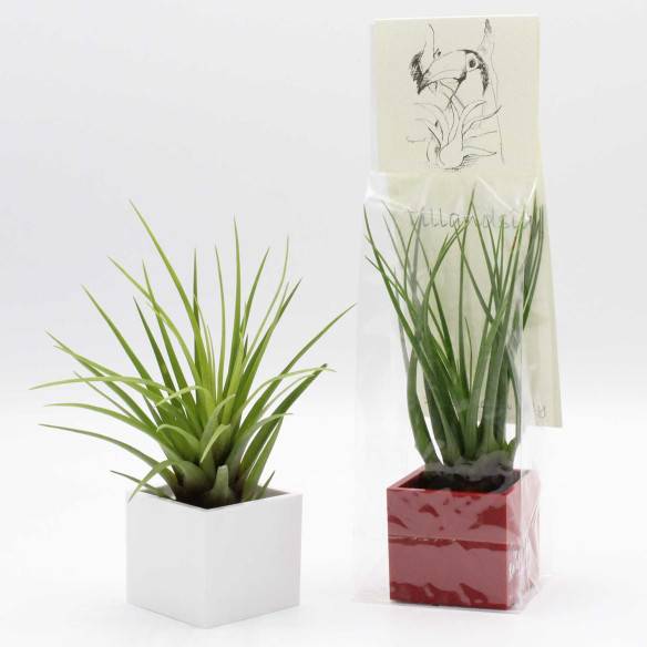 Kalamitica Cubo Magnetico 3,5 Cm Con Tillandsia Melanocrater