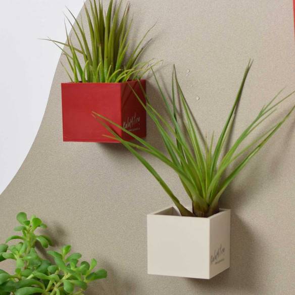 Kalamitica Cubo Magnetico 3,5 Cm Con Tillandsia Melanocrater