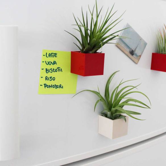 Kalamitica Cubo Magnetico 3,5 Cm Con Tillandsia Melanocrater