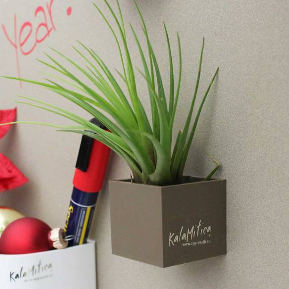 Kalamitica Cubo Magnetico 3,5 cm con Tillandsia Melanocrater